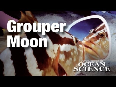 Grouper Moon: Saving One of the Last Great Populations of an Endangered Caribbean Reef Fish