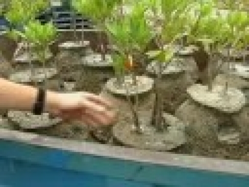 Mangrove Replanting