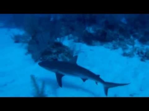 Kings Point Wall Dive with Black-tip Reef Shark