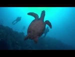 Hawksbill Turtle