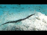 Shortfin Pipefish - Rare find