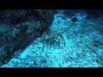 Magical Underwater Cayman