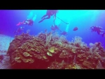 "Cemetery Wall" CaymanBrac