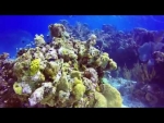 "Eagle Ray Roundup" Little Cayman